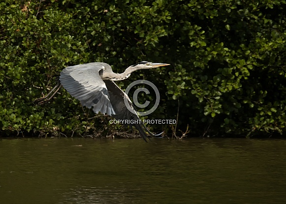 Grey Heron in Flight Grey Heron in Flight