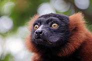 The red ruffed lemur (Varecia rubra)