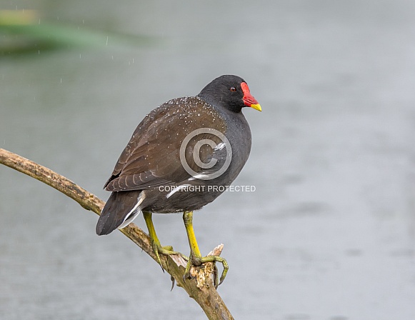 Moorhen Moorhen