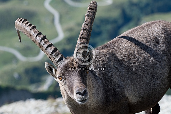 Alpine Ibex