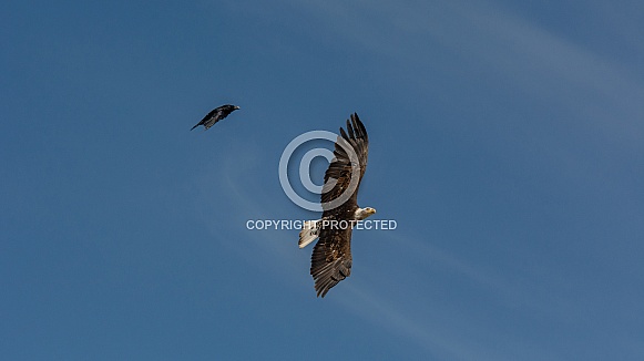 American Bald Eagle American Bald Eagle