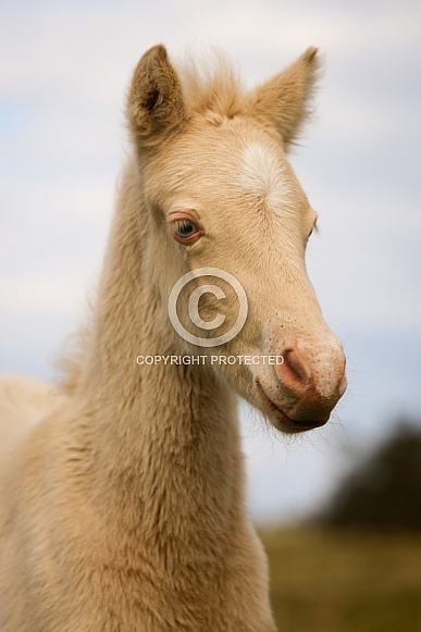 Cremello Pony Foal