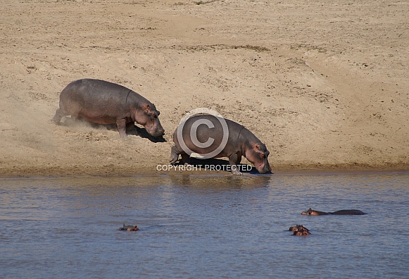 Hippos