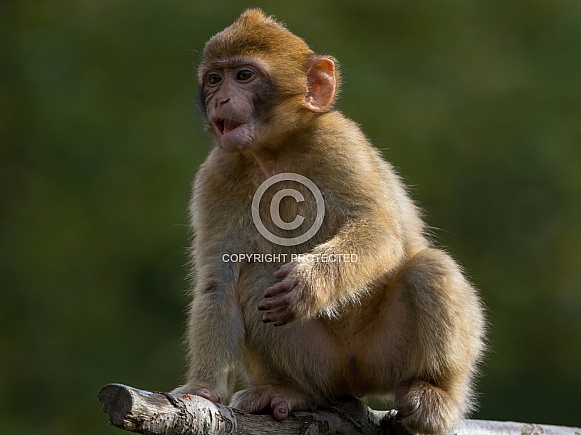Barbary Ape