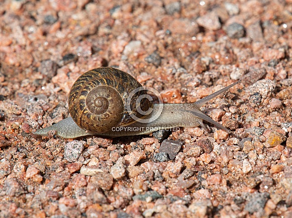 Garden Snail Garden Snail