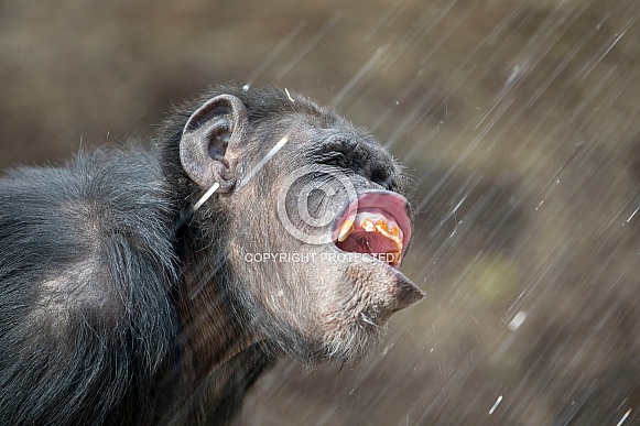 Chimpanzee (Pan troglodytes) Chimpanzee (Pan troglodytes)