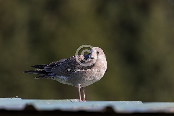 A Young Common or Mew Gull in Alaska