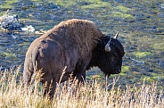 Bison on the Firehole River