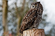 African Spotted Eagle Owl