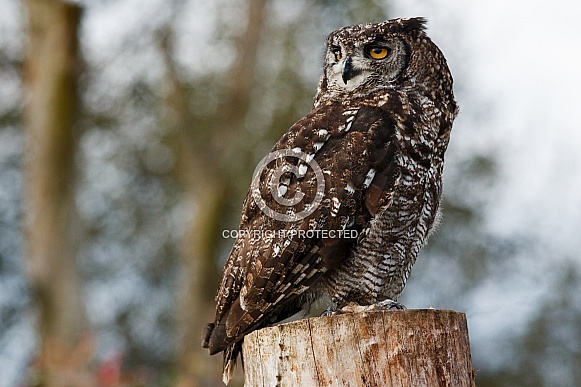 African Spotted Eagle Owl African Spotted Eagle Owl