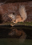 Rock Squirrel Spermophilus variegatus
