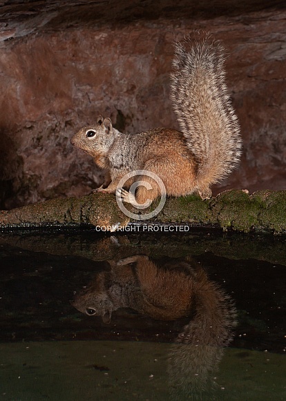 Rock Squirrel Spermophilus variegatus