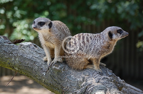 Meerkats Meerkats