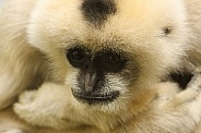 White Faced Gibbon