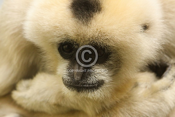White Faced Gibbon White Faced Gibbon