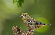 The hawfinch young