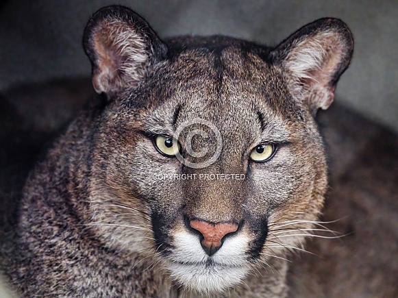 Close portrait of a puma
