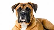 Boerboel - Canis lupus familiaris - a South African breed of large family guard dog of mastiff type, with a short coat, strong bone structure and well developed muscles. Face head Isolated on white