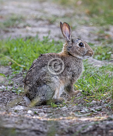 Wild Rabbit