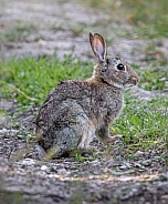 Wild Rabbit