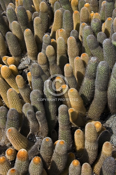 Lava Cactus - Galapagos Islands