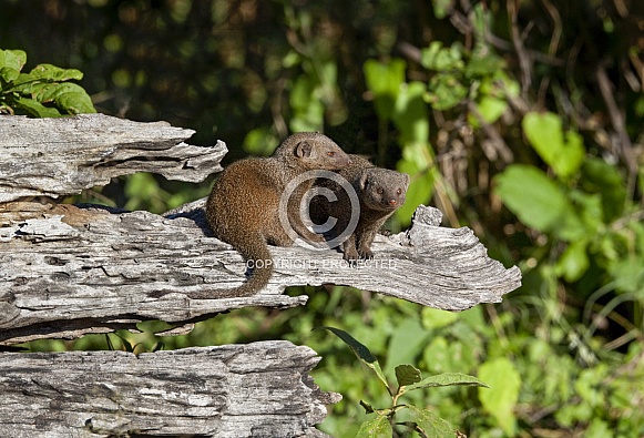 Dwarf Mongoose - Botswana