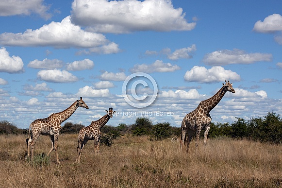 Giraffe - Botswana Giraffe - Botswana