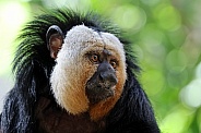 White Faced Saki (Pithecia pithecia)