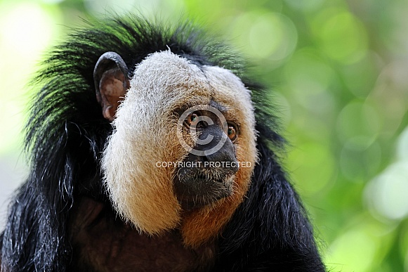 White Faced Saki (Pithecia pithecia) White Faced Saki (Pithecia pithecia)
