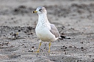 ring-billed seagull