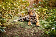 Beautiful tiger in the nature habitat. Tiger pose in amazing light. Wildlife scene with wild animal. Indian wildlife. Indian tiger. Panthera tigris tigris.