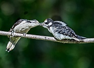 Female Hairy Woodpecker Feeding Junior in Alaska