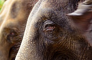 Asian Elephant Close Up