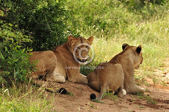 Lionesses