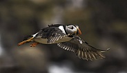 Puffin flying