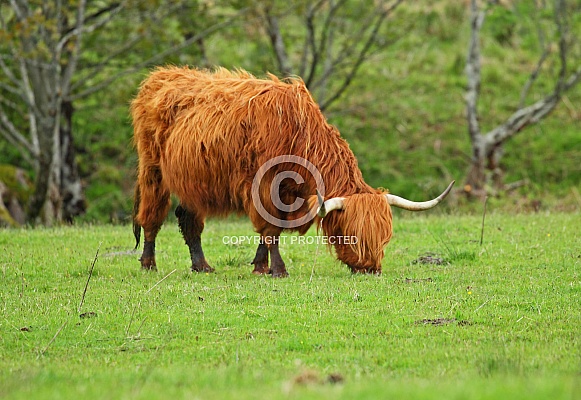 Highland Cattle