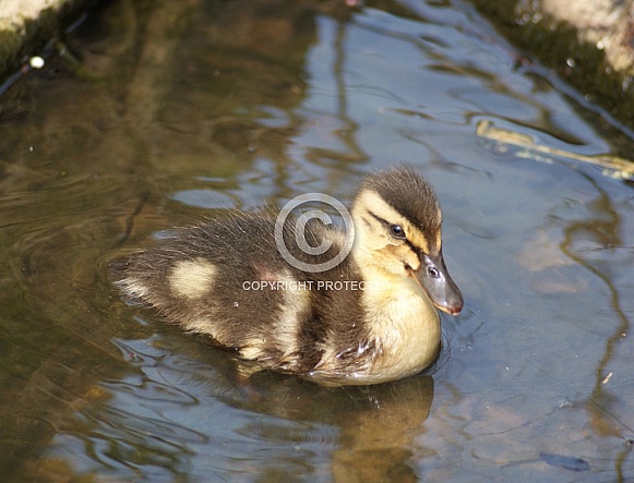 Mallard Duckling