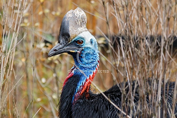 Cassowary close up Cassowary close up