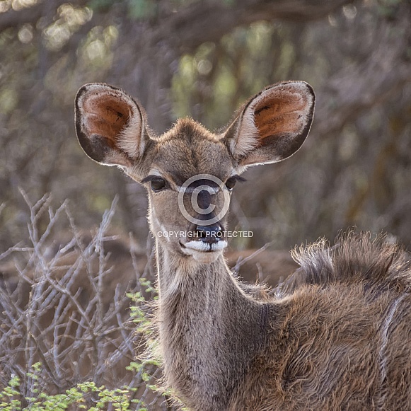 Female Kudu Female Kudu