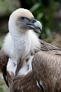 Eurasian griffon vulture (Gyps fulvus)