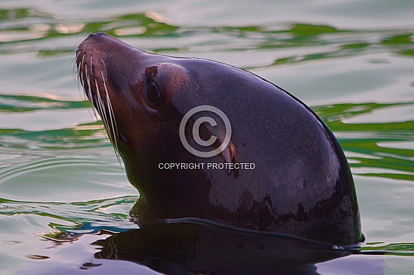 Californian Sea Lion