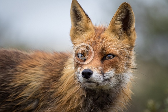 Red fox