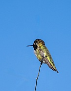 Hummingbird on the end of a branch