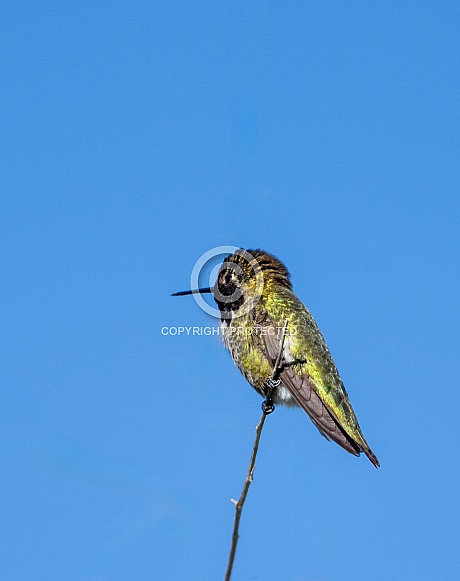 Hummingbird on the end of a branch