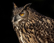 Eurasian Eagle Owl