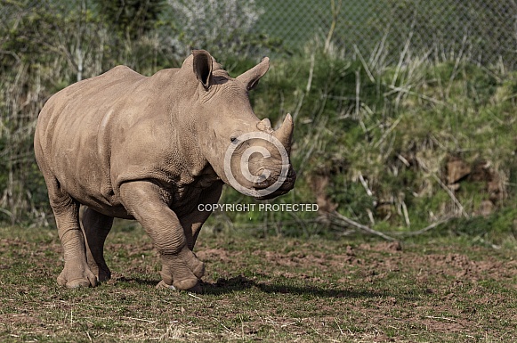 White Rhino Calf Full Body