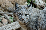 Bobcat Portrait