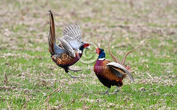 Male Pheasant