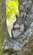 Grey Squirrel