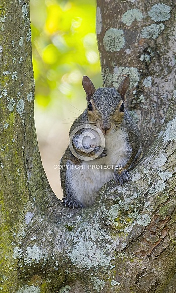 Grey Squirrel